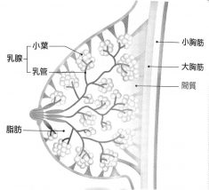 乳癌の種類