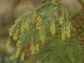 【質問】花粉症のあれこれ全部答えます＜一般的な解釈から鍼灸医学のと捉え方まで＞
